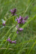 Stachys officinalis Stachys officinalis