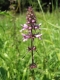 Stachys palustris [copyright]