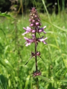 Stachys palustris_2 Stachys palustris_2