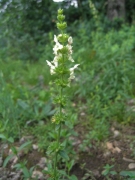 Stachys recta Stachys recta