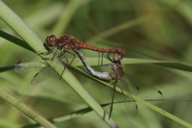 strio acc.jpg strio acc.jpg