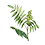 Sumac de Virginie_45x45 