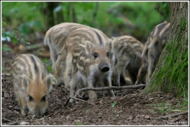 Sus scrofa 03 Sus scrofa 03