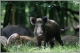 Sus scrofa 05
