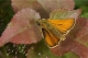 Hespérie de la houlque (Thymelicus sylvestris) [copyright Delacre Jean]