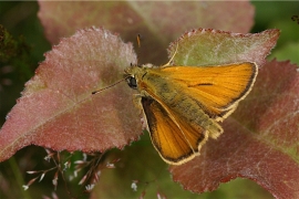 sylvestris_delacre.jpg sylvestris_delacre.jpg