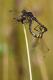 Sympétrum noir (Sympetrum danae) Mâle et femelle accouplement. [copyright Simon Luc]