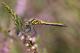Sympétrum noir (Sympetrum danae) Femelle. [copyright Simon Luc]