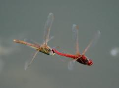 Sympétrum à nervures rouges Garin Michel.jpg Sympétrum à nervures rouges Garin Michel.jpg