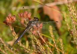 Sympetrum_danae.JPG