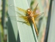 Sympétrum jaune d'or (Sympetrum flaveolum) Mâle immature. [copyright Nicolas Monique]