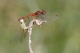 Sympétrum à nervure rouge (Sympetrum fonscolombii) tandem. [copyright Farinelle Charly]