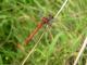 Sympetrum_sanguineum26082005.jpg Sympetrum_sanguineum26082005.jpg