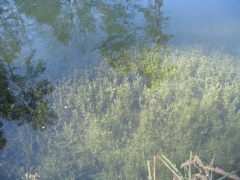 Tapis de charophytes Tapis de charophytes