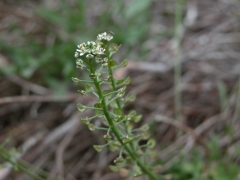 Teesdalia nudicaulis.JPG Teesdalia nudicaulis.JPG