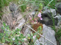 Teucrium chamaedrys Teucrium chamaedrys