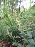 Teucrium scorodonia Teucrium scorodonia