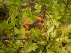 Thecla betulae femelle.JPG Thecla betulae femelle.JPG