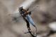 Libellule déprimée (Libellula depressa) Mâle. [copyright Bultot Jacques]