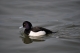 Oiseaux