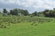 Prairie especes DSC_e0015