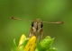Hespérie de la houlque (Thymelicus sylvestris) [copyright Baugnée Jean-Yves]