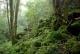 Forêt de pente, sur blocs calcaires [copyright Wibail Lionel]