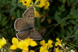 tityrus_delacre.jpg tityrus_delacre.jpg