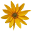 Topinambour_45x45