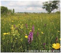 Tourbière basse alcaline
