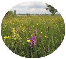 tourbière basse alcaline