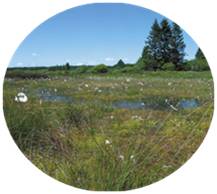 tourbière de transition