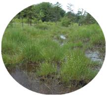 tourbière dénudée