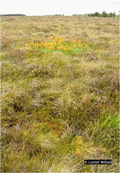 Tourbière haute active - 7110- Lionel Wibail (2 - petite - vlequée)