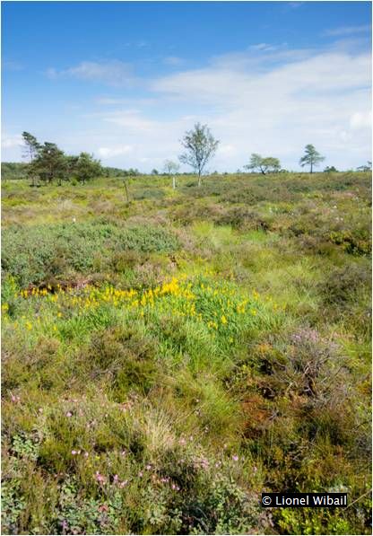 Tourbière haute active - 7110- Lionel Wibail - petite vlequée
