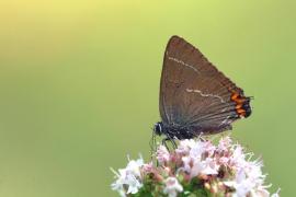 Toussaint_walbum.jpg Toussaint_walbum.jpg