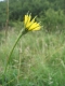 Salsifi des prés (Tragopogon pratensis) [copyright Wibail Lionel]
