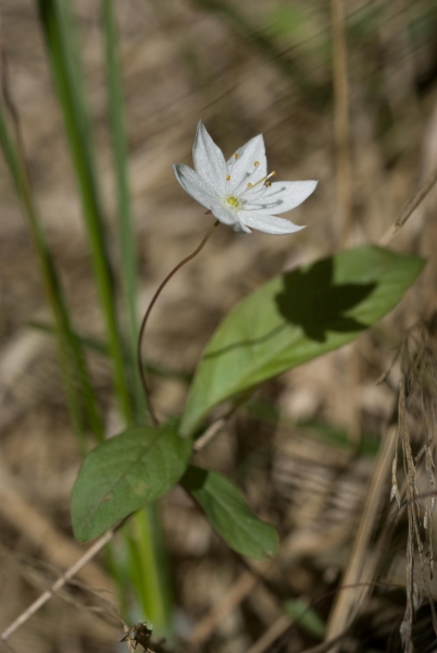Trientalis europaea
