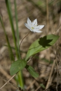 Trientalis europaea Trientalis europaea