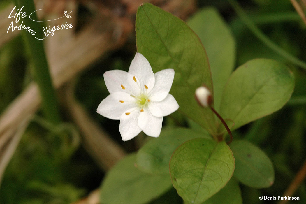 Trientalis_europeaus