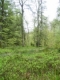 Chênaie pédonculée à bouleau en Haute Ardenne [copyright Wibail Lionel]