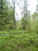 Trientalo-Quercetum.jpg Trientalo-Quercetum.jpg