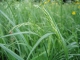Trisetum flavescens [copyright Wibail Lionel]