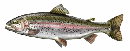 truite arc-en-ciel.jpg truite arc-en-ciel.jpg