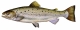Truite de mer (Salmo trutta trutta) [CC by Dunbar P.]
