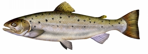 Truite de mer.jpg Truite de mer.jpg