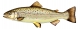 Truite fario (Salmo trutta fario) [CC by Dunbar P.]
