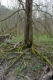 Ulmus laevis [copyright Wibail Lionel]