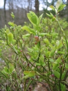 Vaccinium myrtillus Vaccinium myrtillus