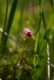 Vaccinium oxycoccos [copyright Wibail Lionel]